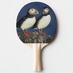 Raquete De Ping Pong Papagaio-do-mar