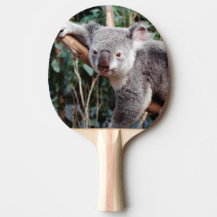Raquete De Ping Pong Parque de Vida Selvagem Featherdale, Ursos Koalás