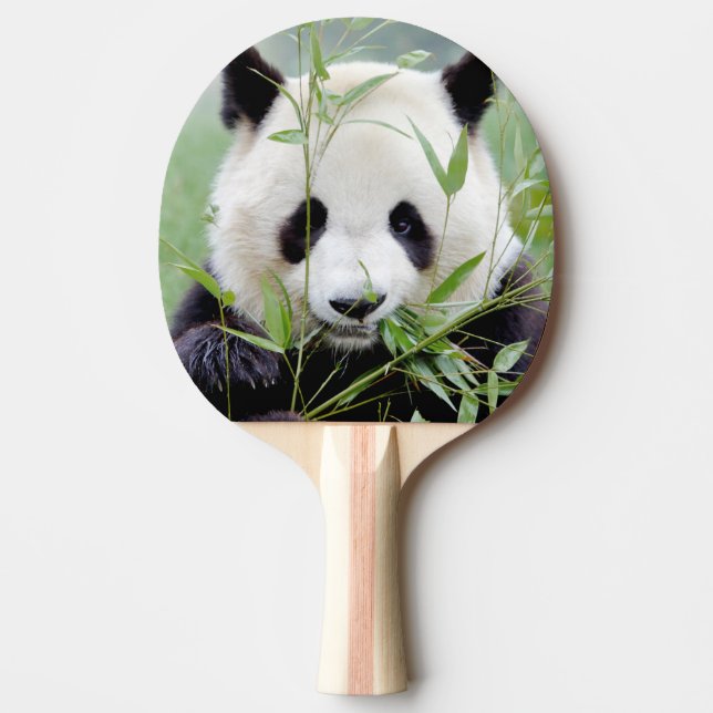 Raquete De Ping Pong pás pingue-pongue Panda gigante fotográfica, anima (Frente)