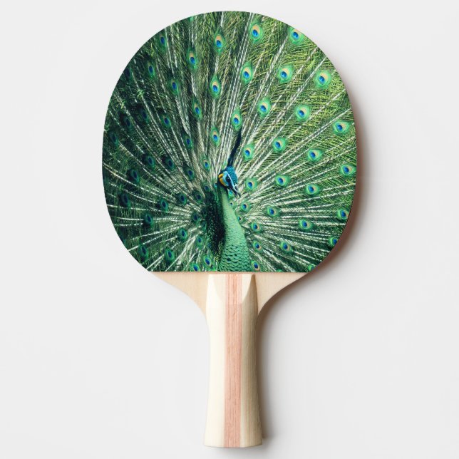 Raquete De Ping Pong Peacock Strut (Frente)
