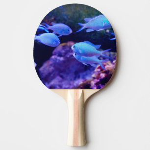 Raquete De Ping Pong Peixe Azul Tropical