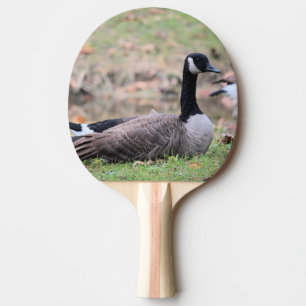 Raquete De Ping Pong Pino do Pino do Ganso