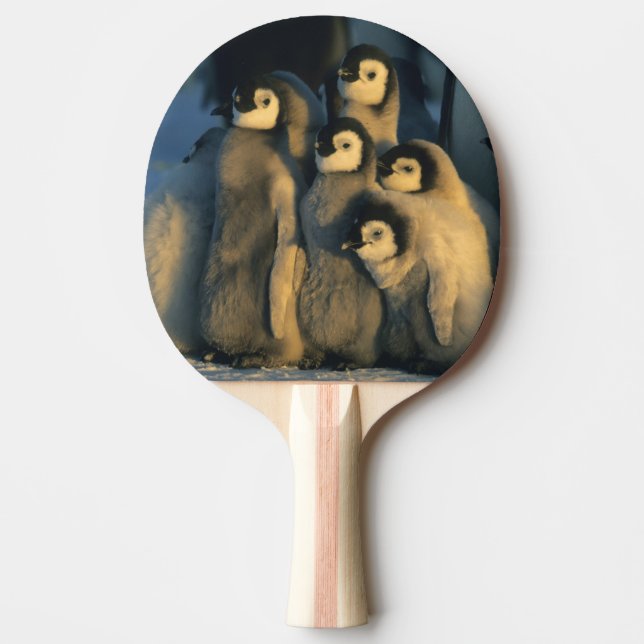 Raquete De Ping Pong Pintinhos Imperadores Penguin em creche, Aptenodyt (Frente)
