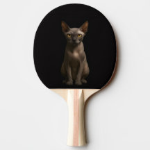 Raquete de ping pong preta 4 Luxe, Gato Sphynx