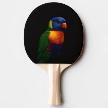 Raquete de ping pong preta 4 Luxe, papagaio Lorike