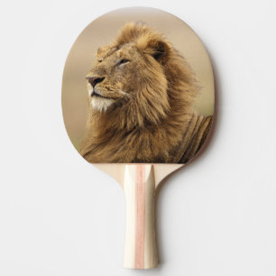 Raquete De Ping Pong Quênia, Masai Mara   Leão macho