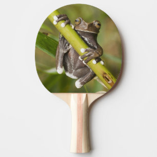 Raquete De Ping Pong Rã-árvore Cativa Tapichalaca Hyloscirtus