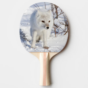 Raquete De Ping Pong Raposa Ártica, Área de Manejo da Vida Selvagem de