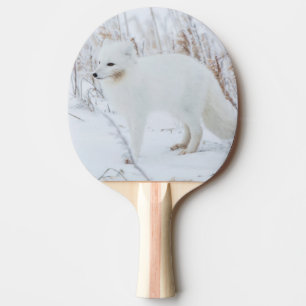 Raquete De Ping Pong Raposa-do-ártico