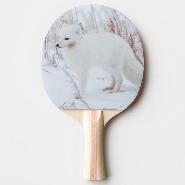 Raquete De Ping Pong Raposa-do-ártico (Frente)
