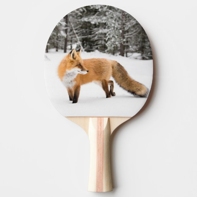 Raquete De Ping Pong Raposa Vermelha na Neve Branca (Frente)