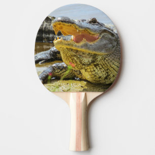 Raquete De Ping Pong Retrato de jacaré. Alligadores da Flórida