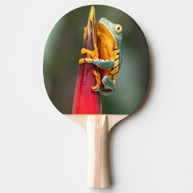 Raquete De Ping Pong Sapo verde-laranja  de árvore de macacos com perna (Frente)