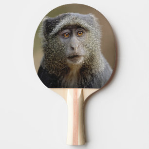 Raquete De Ping Pong Sykes ou Macaco Azul, Cercopithecus mitis,