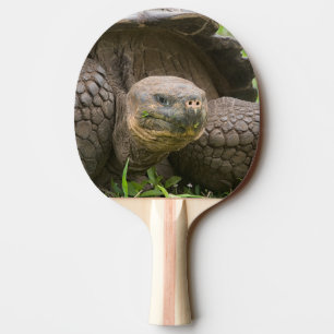 Raquete De Ping Pong Tartaruga gigante