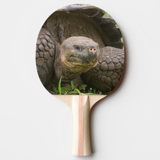Raquete De Ping Pong Tartaruga gigante (Verso)