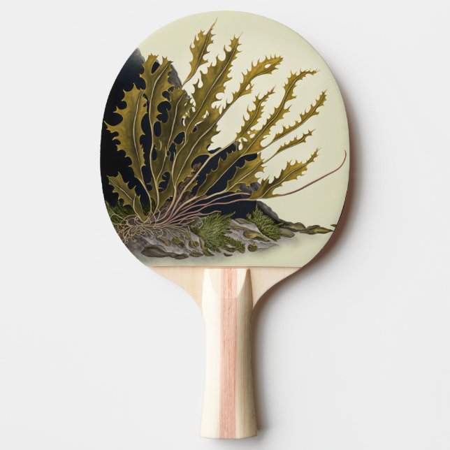 Raquete De Ping Pong Tidal Fronds (Frente)