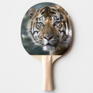 Raquete De Ping Pong Tigre-de-sumatra macho (Panthera tigris sumatrae)