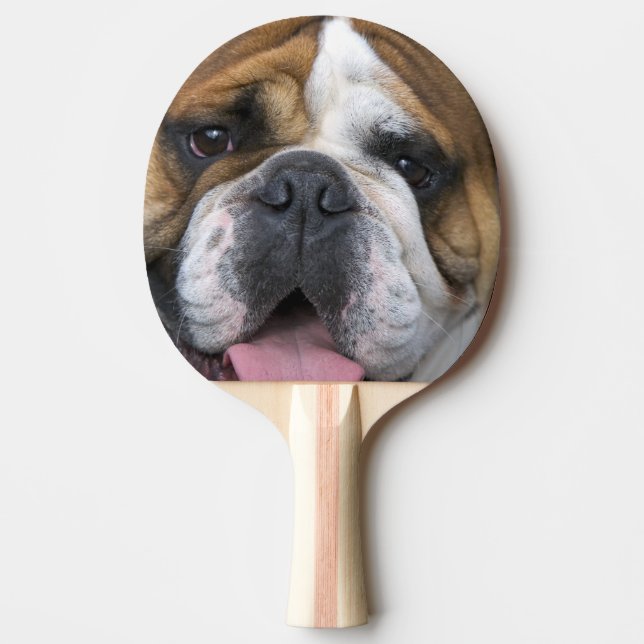 Raquete De Ping Pong Um buldogue inglês na Bélgica. (Frente)