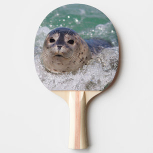 Raquete De Ping Pong Um filhote de foca surfando