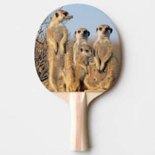 Raquete De Ping Pong Uma família de Suricate que expor ao sol em seu