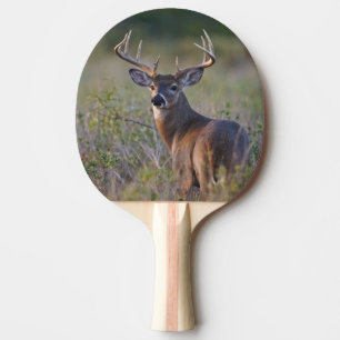 Raquete De Ping Pong veado-de-cauda-branca Odocoileus virginianus