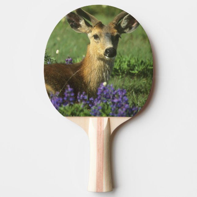 Raquete De Ping Pong Veado-de-cauda-preta, Odocoileus hemionus (Frente)