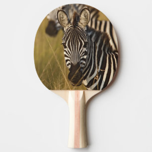 Raquete De Ping Pong Zebra de Burchell na grama alta de verão, Masai