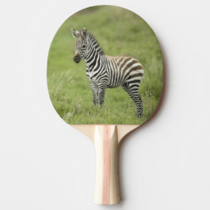 Raquete De Ping Pong Zebra nova na planície de Serengeti