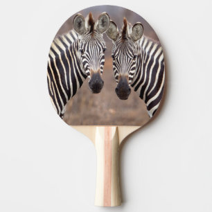 Raquete De Ping Pong Zebras-comuns, Parque Nacional Kruger