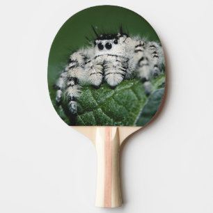 Raquete De Tênis De Mesa Aranha Saltadora Metaphid
