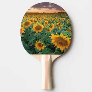 Raquete De Tênis De Mesa Campo do girassol em Longmont, Colorado
