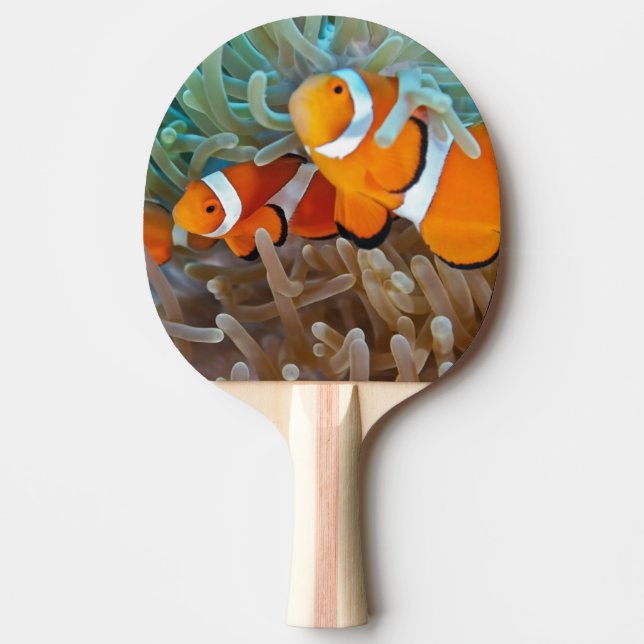 Raquete De Tênis De Mesa Clownfish (Frente)