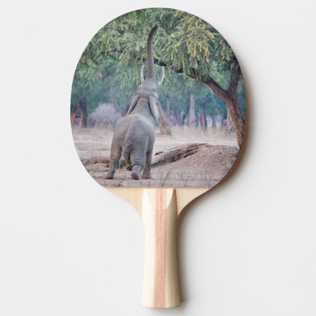 Raquete De Tênis De Mesa Elefante chegando à Acácia (Frente)