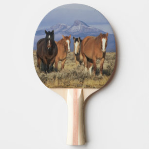 Raquete De Tênis De Mesa EUA, Wyoming, perto de Cody Grupo de cavalos