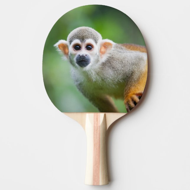 Raquete De Tênis De Mesa Fim-acima de um macaco de esquilo comum (Frente)