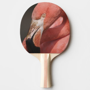 Raquete De Tênis De Mesa Flamingo Chileno, Phoenicopterus chilensis