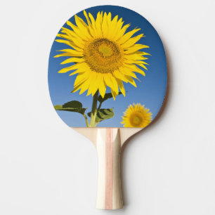 Raquete De Tênis De Mesa França, Provença, Valensole. Girassóis ficam