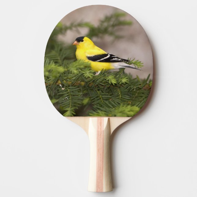 Raquete De Tênis De Mesa Homem americano do Goldfinch em uma árvore (Frente)