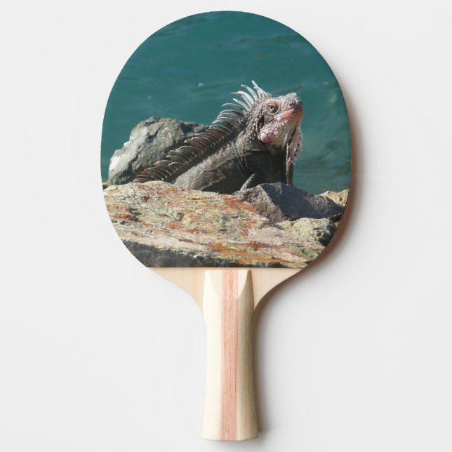 Raquete De Tênis De Mesa Iguana em St. Thomas (Frente)