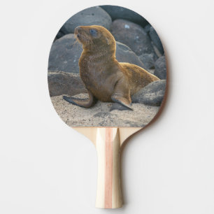 Raquete De Tênis De Mesa Leão-marinho-das-galápagos