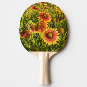 Raquete De Tênis De Mesa Margaridas-de-fogo (Gaillardia pulchella) flores s