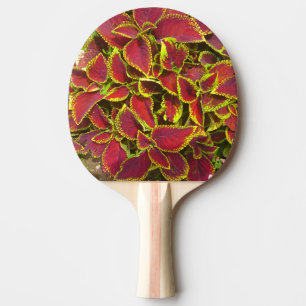 Raquete De Tênis De Mesa Pino do Pino do Flor Vermelho Coleus