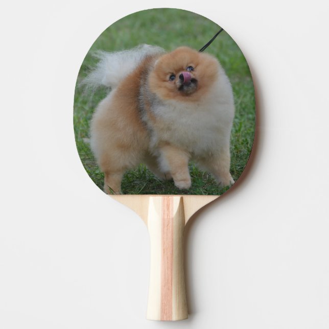 Raquete De Tênis De Mesa Pomeranian bonito (Frente)