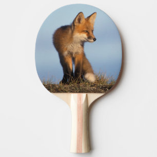 Raquete De Tênis De Mesa raposa-vermelha, Vulpes vulpes