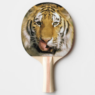 Raquete De Tênis De Mesa Tigre Zoológico de Michigan