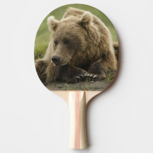 Raquete De Tênis De Mesa Urso pardo, ou Urso Cinzento Costeiro, Ursus