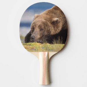 Raquete De Tênis De Mesa urso pardo, Ursus arctos, urso cinzento, Ursus 8