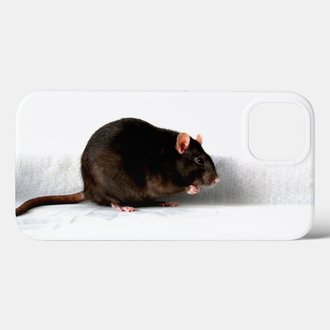 Rat iphcna (Verso (horizontal))
