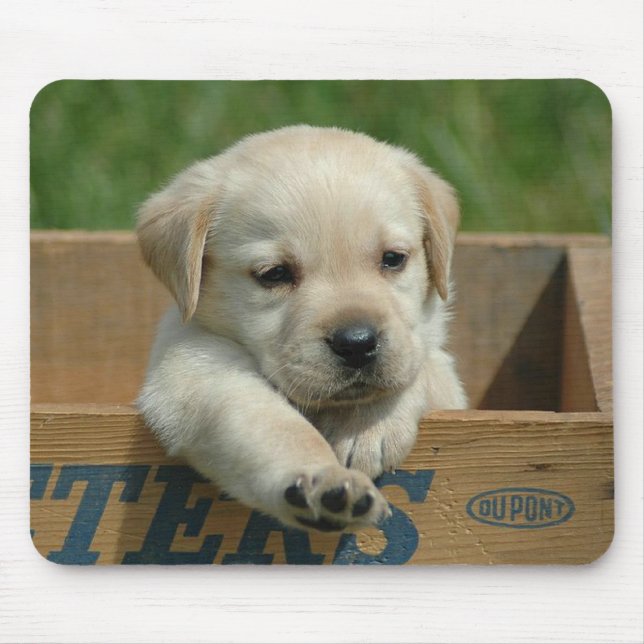 Rato de Laboratório Retriever Cachorro Mouse Pad (Frente)